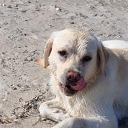 Labrador retriever Aslan 