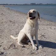 Labrador retriever Aslan 