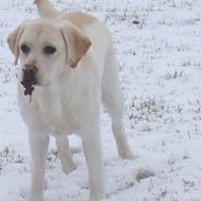 Labrador retriever Aslan 
