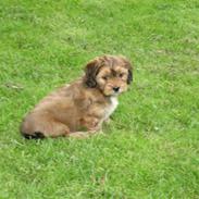 Blanding af racer Karla