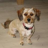 Blanding af racer Karla