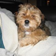 Blanding af racer Karla