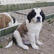 Sankt bernhardshund Zoomorfs Xando