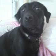 Blanding af racer Leika