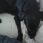 Blanding af racer Leika