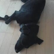 Blanding af racer Leika