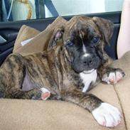 Amerikansk bulldog Kala