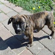 Amerikansk bulldog Kala