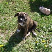 Amerikansk bulldog Kala