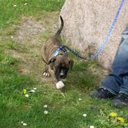 Amerikansk bulldog Kala