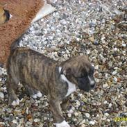 Amerikansk bulldog Kala