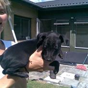 Blanding af racer Rossi