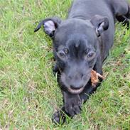 Blanding af racer Rossi