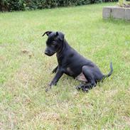 Blanding af racer Rossi