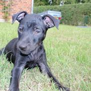 Blanding af racer Rossi