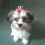 Blanding af racer Daisy