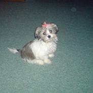 Blanding af racer Daisy