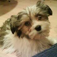 Blanding af racer Daisy