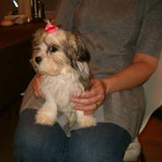 Blanding af racer Daisy