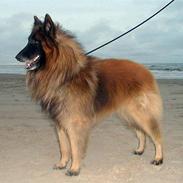 Tervueren  Susmik´s Jill v/Tiene