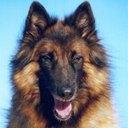 Tervueren  Susmik´s Jill v/Tiene