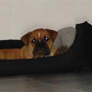 Olde english bulldogge bullgaard,s anton