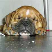 Olde english bulldogge bullgaard,s anton