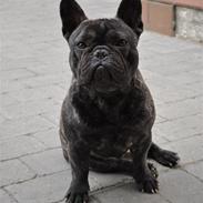Fransk bulldog Rocco