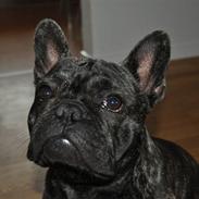 Fransk bulldog Rocco