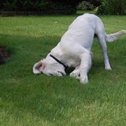 Golden retriever Charlie (Golden Music...)