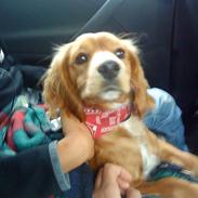 Blanding af racer Malou