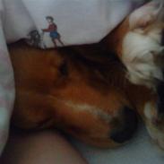 Blanding af racer Malou