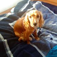 Blanding af racer Malou