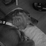 Blanding af racer Malou