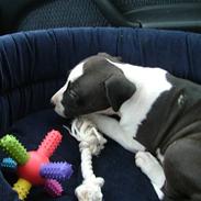Amerikansk staffordshire terrier Lucca
