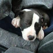 Amerikansk staffordshire terrier Lucca