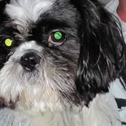 Shih tzu Tyson