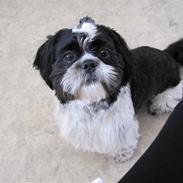 Shih tzu Tyson