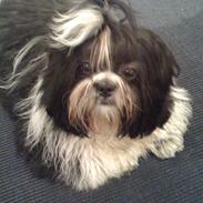 Shih tzu Tyson
