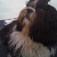 Shih tzu Tyson