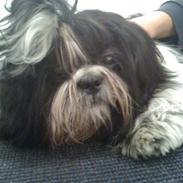 Shih tzu Tyson