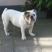 Engelsk bulldog Olga