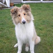 Collie langhåret Noel