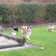 Collie langhåret Noel