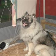 Keeshond Keesho´s Ekko