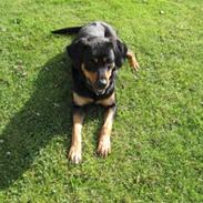 Blanding af racer Daisy