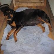 Blanding af racer Daisy