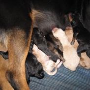 Blanding af racer Daisy