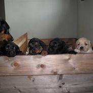 Blanding af racer Daisy