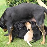 Blanding af racer Daisy